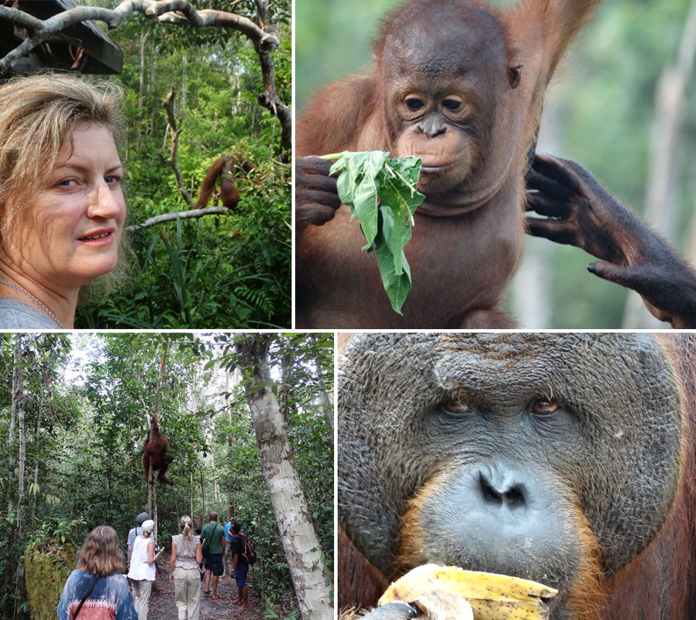 Orangutan Foundation International